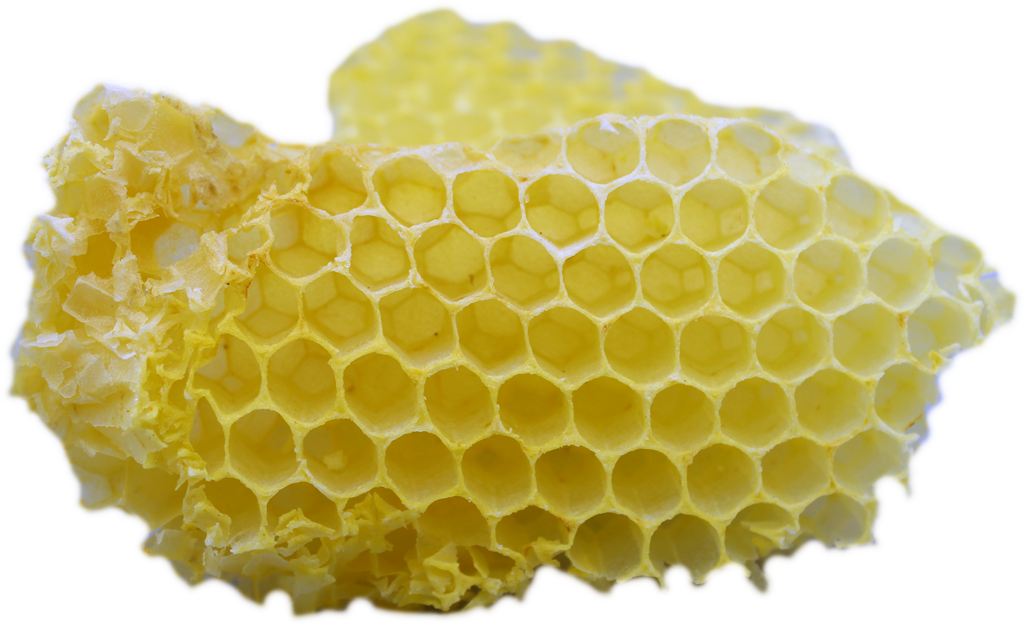 Bienenwachs wird hauptsächlich für den Wabenbau benötigt um die eigene Brut darin aufzuziehen
