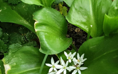 Einzigartig und Neu im Hennapfrupfa Sortiment unser Bärlauchhonig!!!