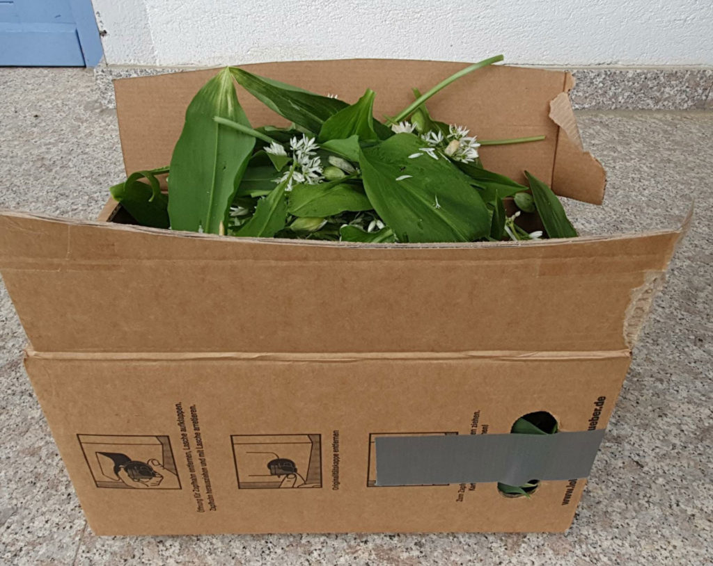 Rohmaterial für unser neuestes Produkt aus der Hennaprupfa Serie Bärlauch in Honig