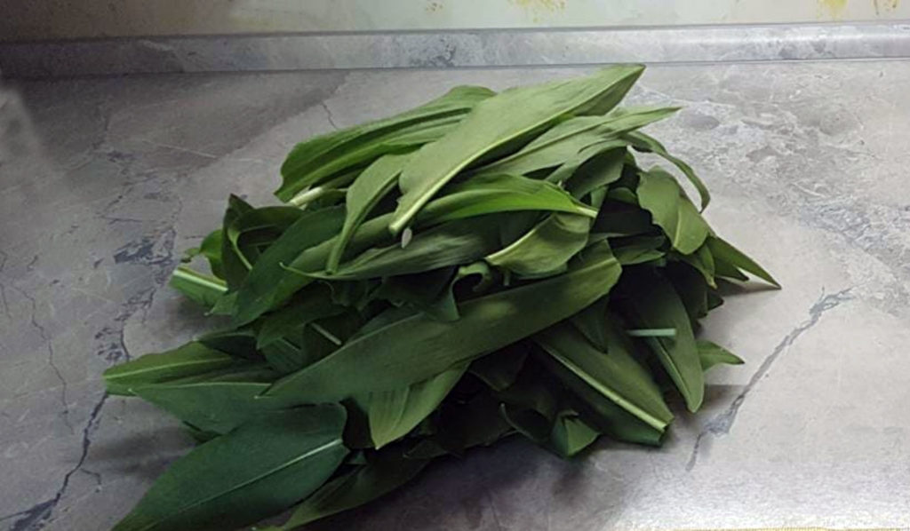 Das Ausgangsmaterial für unseren Bärlauch in Honig frisch gepflückte Bärlauchblätter