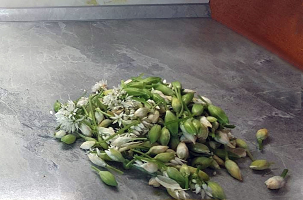 Das Ausgangsmaterial für unseren Bärlauch in Honig frisch gepflückte Bärlauchblüten