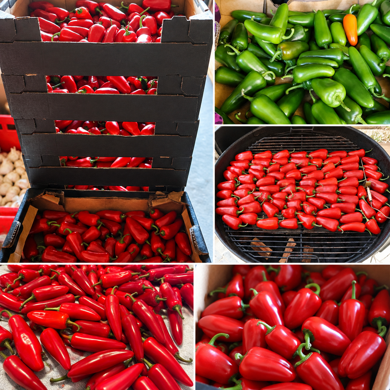 Beitrag Jalapenos