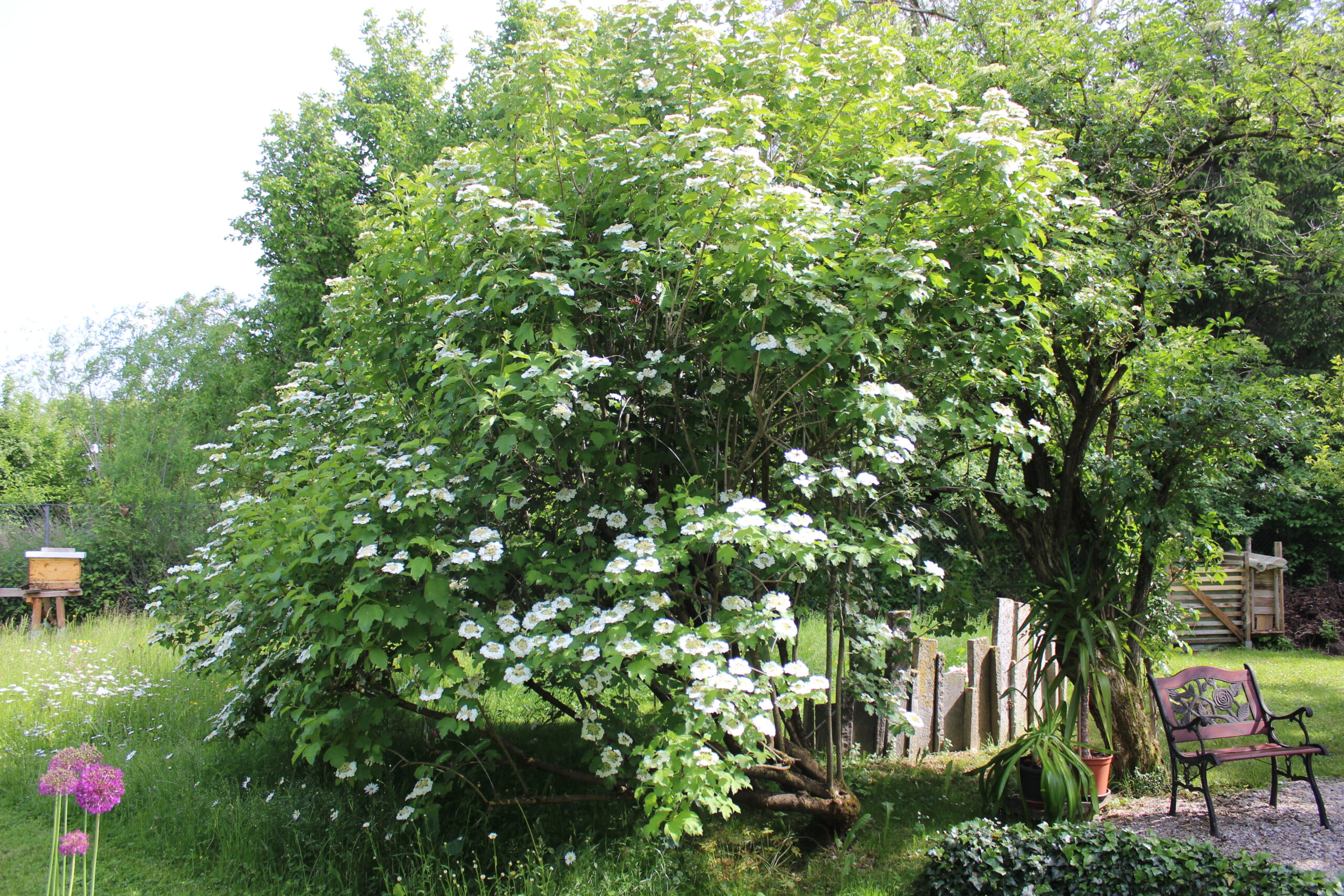 Home 13 Imkerei Conrad´s Honigland Honigtöpchen mit Sommerblütenhonig