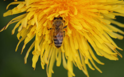 Heute ist Weltbienentag
