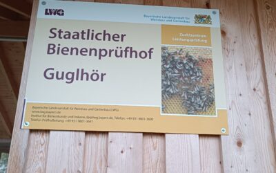 🐝 Hinter den Kulissen: Zuchtarbeit mit Weitblick