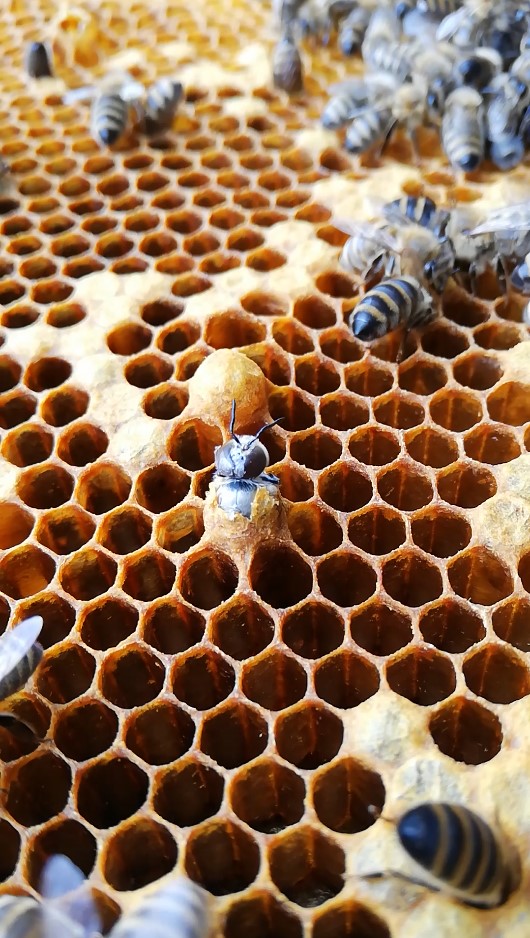 Schupf einer Biene in einem Bienvolk von Conrads Honigland