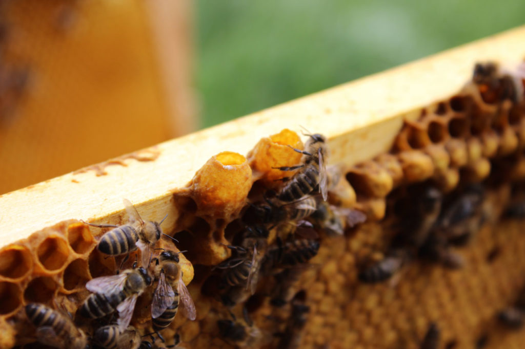 Weiselzelle für eine neue Königin in einem Bienvolk von Conrads Honigland