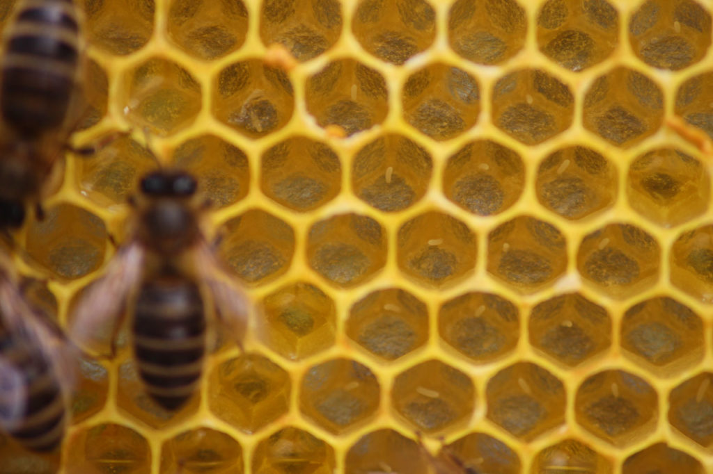 Stifte (Eier) der Königin in einem Bienvolk von Conrads Honigland