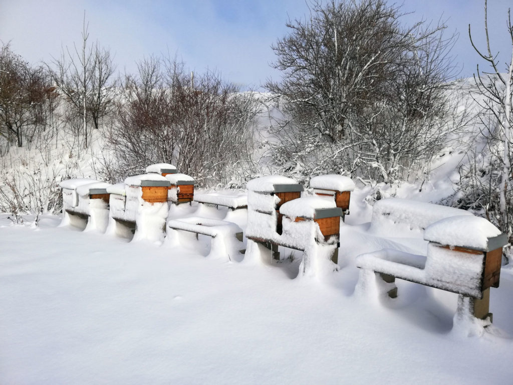 Auch im Winter ist eine Kontrolle des Bienenstockes wichtig