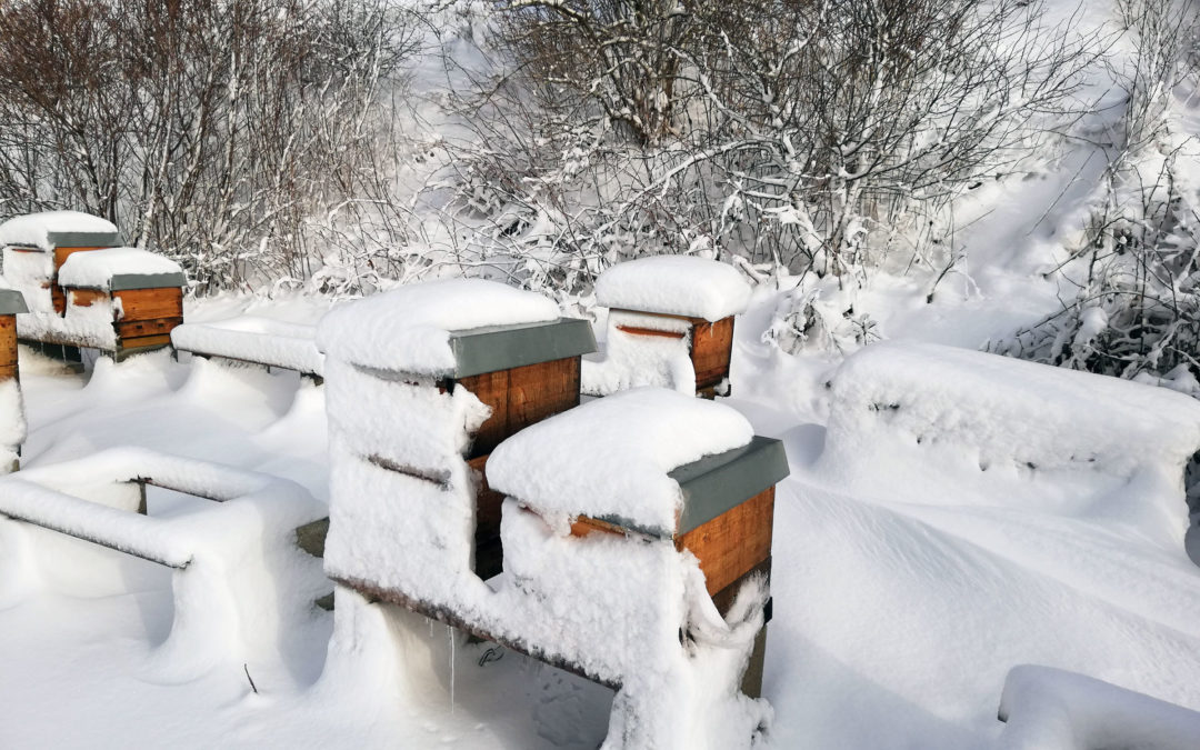 Auch im Winter ist eine Kontrolle des Bienenstockes wichtig