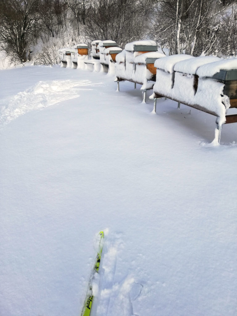 Auch im Winter ist eine Kontrolle des Bienenstockes wichtig