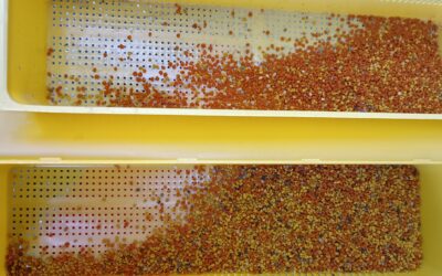 Unsere Bienen sammeln auch Pollen